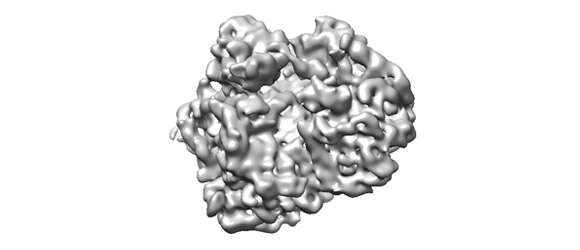 Ribosome Atlas – click to animate | Frank Lab