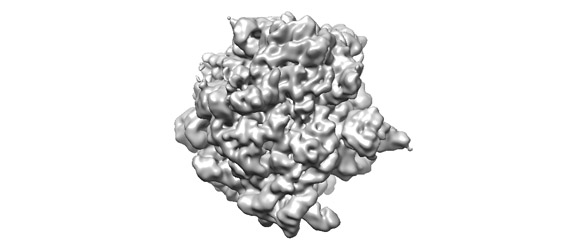 Ribosome Atlas – click to animate | Frank Lab